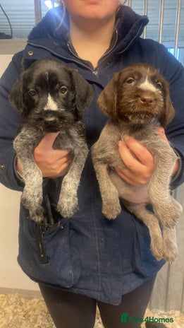 German Wirehaired Pointer dogs - Advert 1