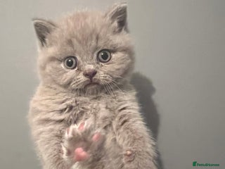 British Shorthair cats - Advert 33