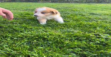 Mixed Breed dogs - Advert 4