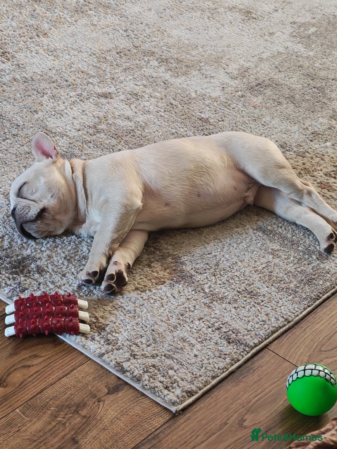 French Bulldog dogs for sale: 13 week old KC registered French bulldog - Advert 2