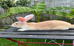 Continental Giant rabbits for sale: Continental Giants - Image 7