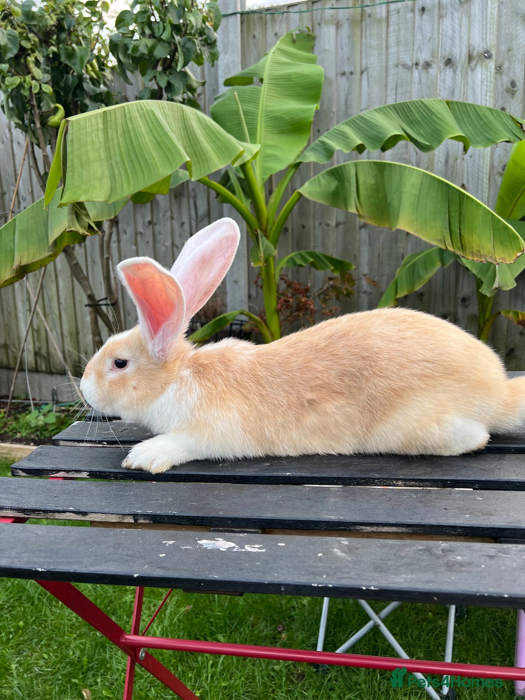Continental Giant rabbits for sale: Continental Giants - Image 7