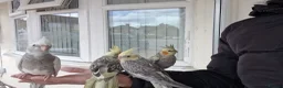 Cockatiels birds for sale: Super hand tamed baby cockatiels  - Advert 11