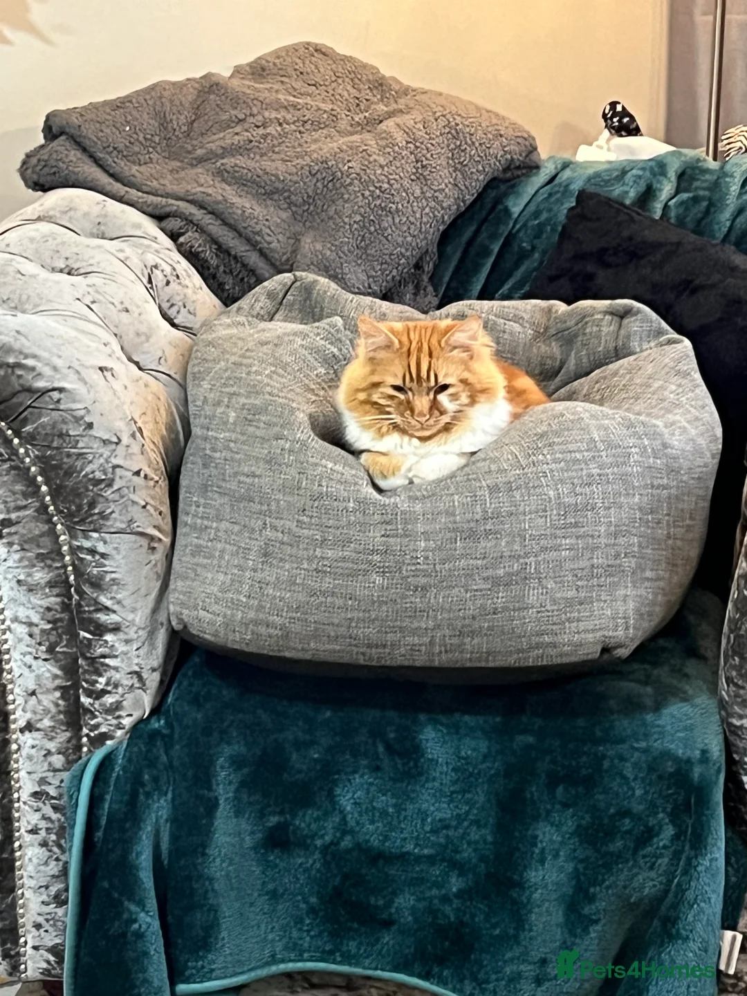 Mixed Breed cats for sale: Loving and friendly ginger male - Advert 2