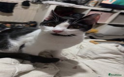 British Longhair cats for sale: Cat need rehoming due to over crowding  - Image 1