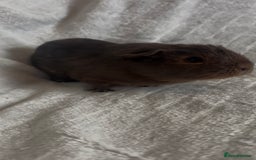Guinea Pig rodents for sale: Californian x Swiss female guinea pig  - Image 4