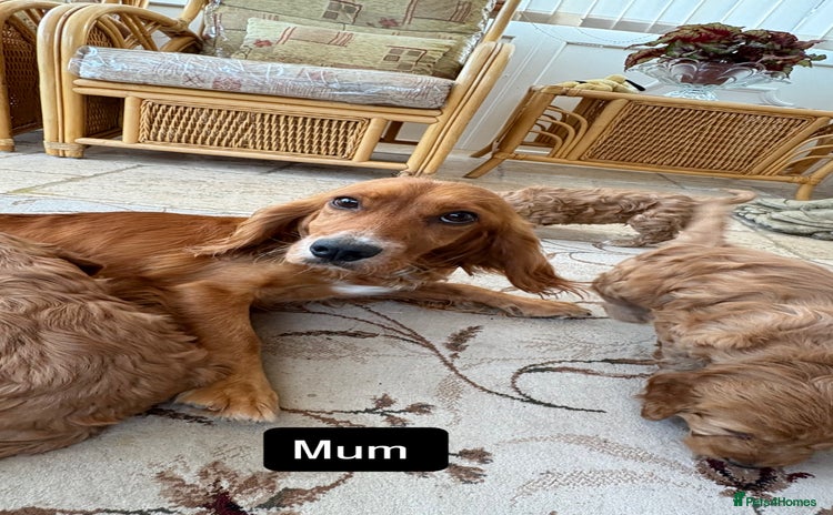 Cockapoo dogs - Advert 9