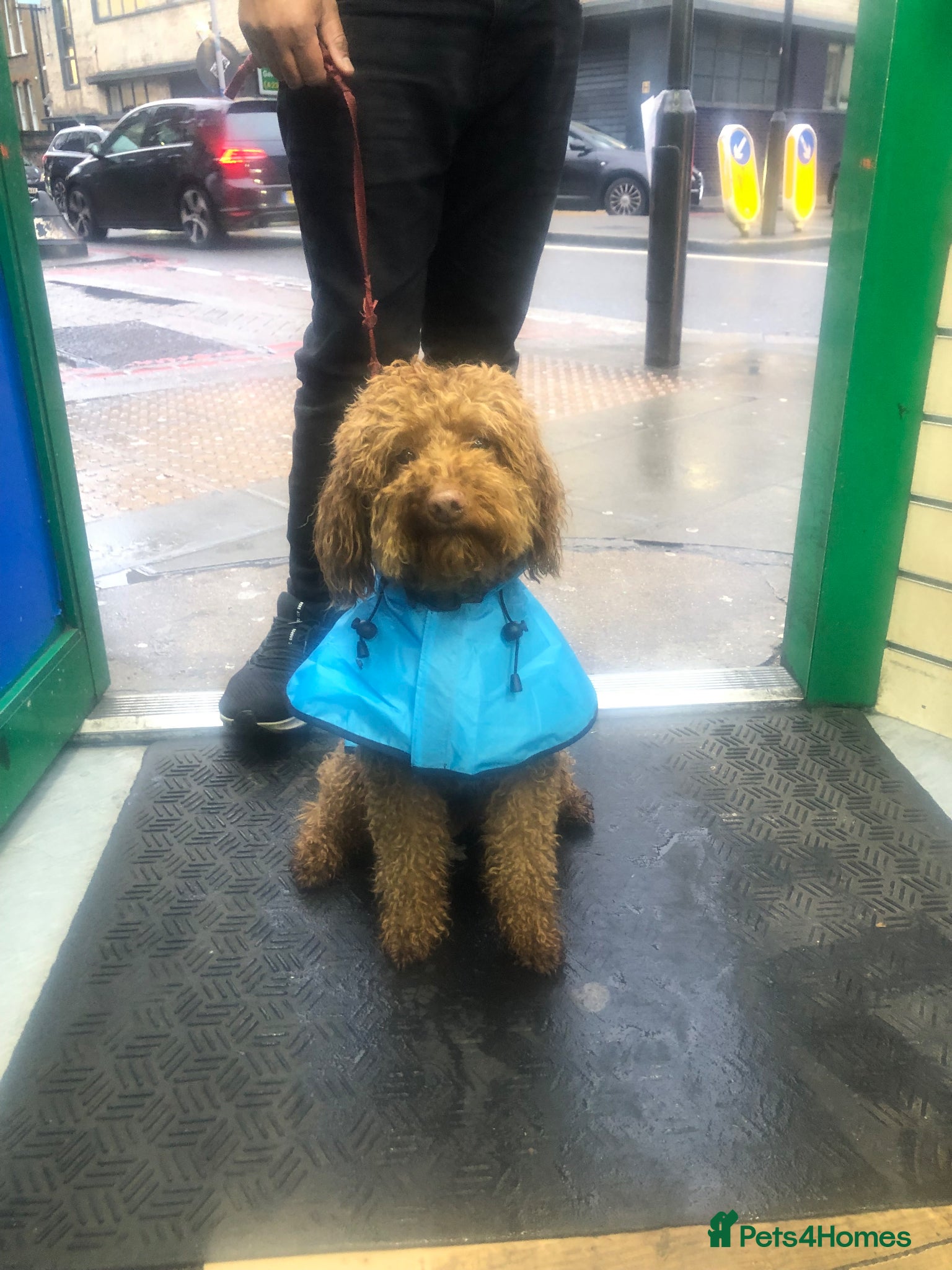 Miniature Poodle dogs Tan Asian Miniature Poodle - INTACT Male 4yrs old - Advert 14