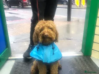 Miniature Poodle dogs Tan Asian Miniature Poodle - INTACT Male 4yrs old - Advert 7