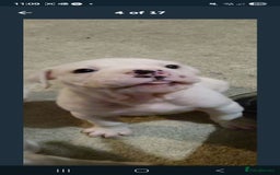 American Bulldog dogs for sale: American bulldog - Image 15