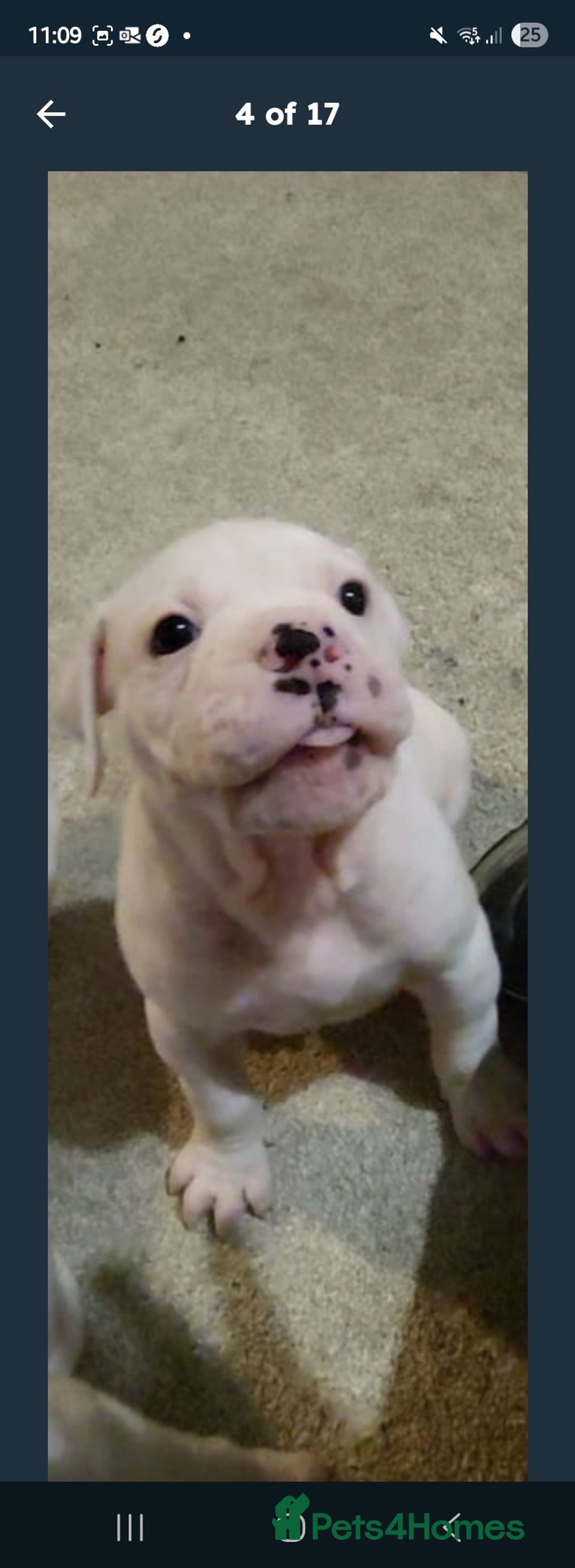 American Bulldog dogs for sale: American bulldog - Image 15
