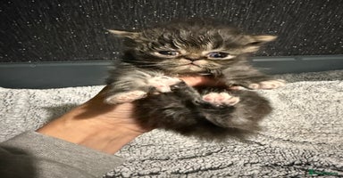 Persian cats - Advert 5