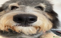 Bernedoodle dogs for sale: Bernedoodle puppy for sale  - Image 1