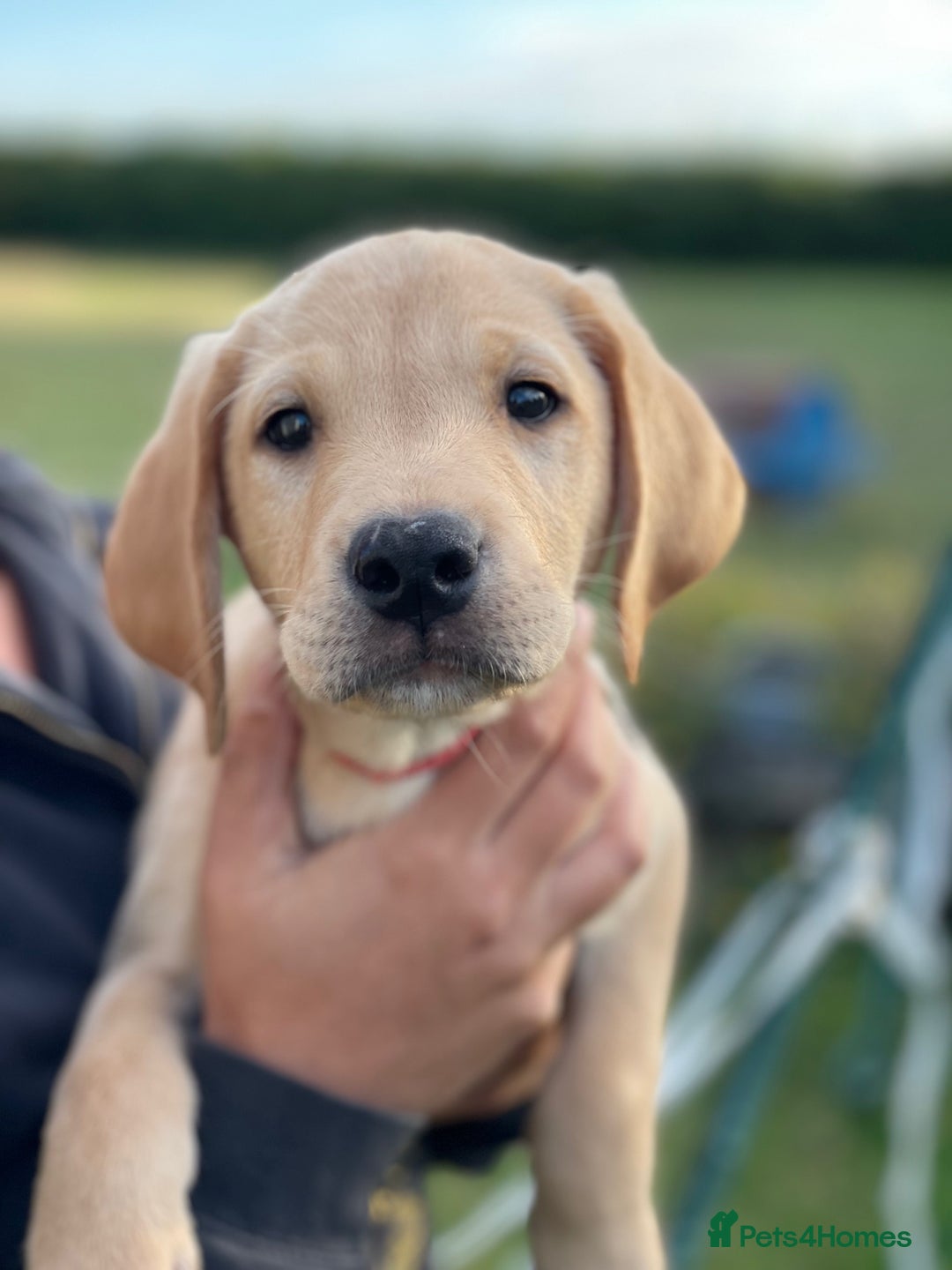 Labrador Retriever dogs for sale: Working Labrador Puppies - Image 8
