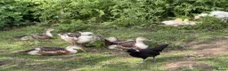 Ducks poultry for sale: Silver Appleyard LF - Advert 7
