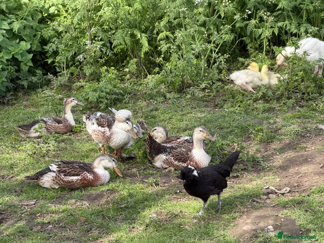 Ducks poultry for sale: Silver Appleyard LF - Advert 7
