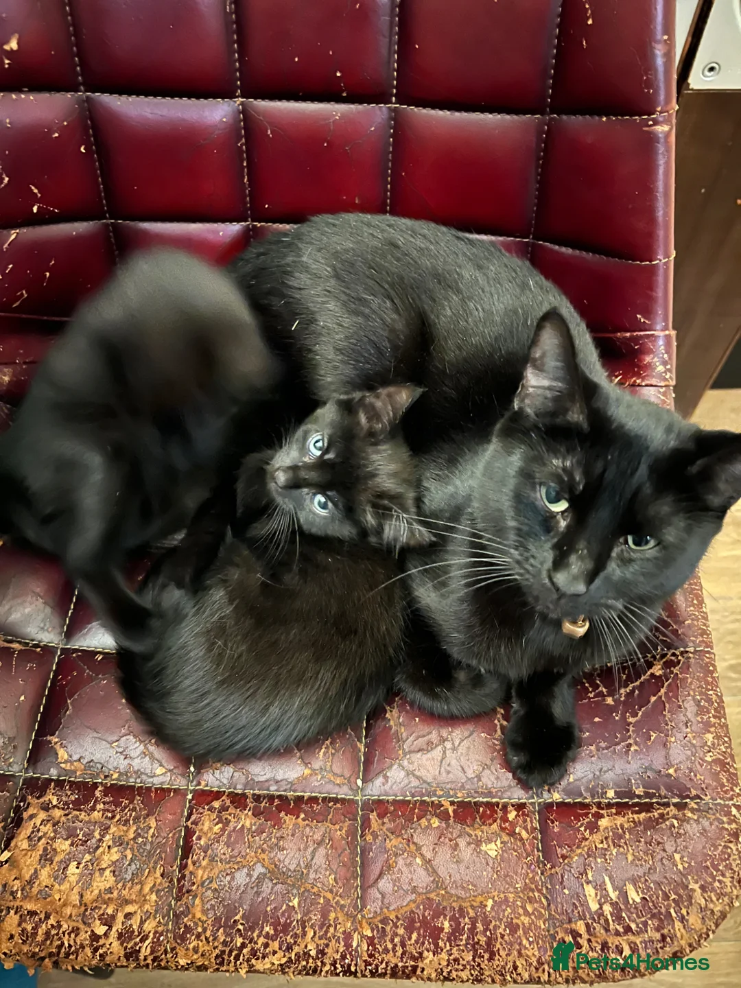 Mixed Breed cats for sale: Playful Black Kittens - Advert 2
