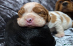 Cavalier King Charles Spaniel dogs for sale: Beautiful KC reg Cavalier King Charles Puppies  - Advert 6