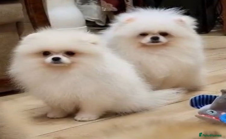 Pomeranian dogs - Advert 1