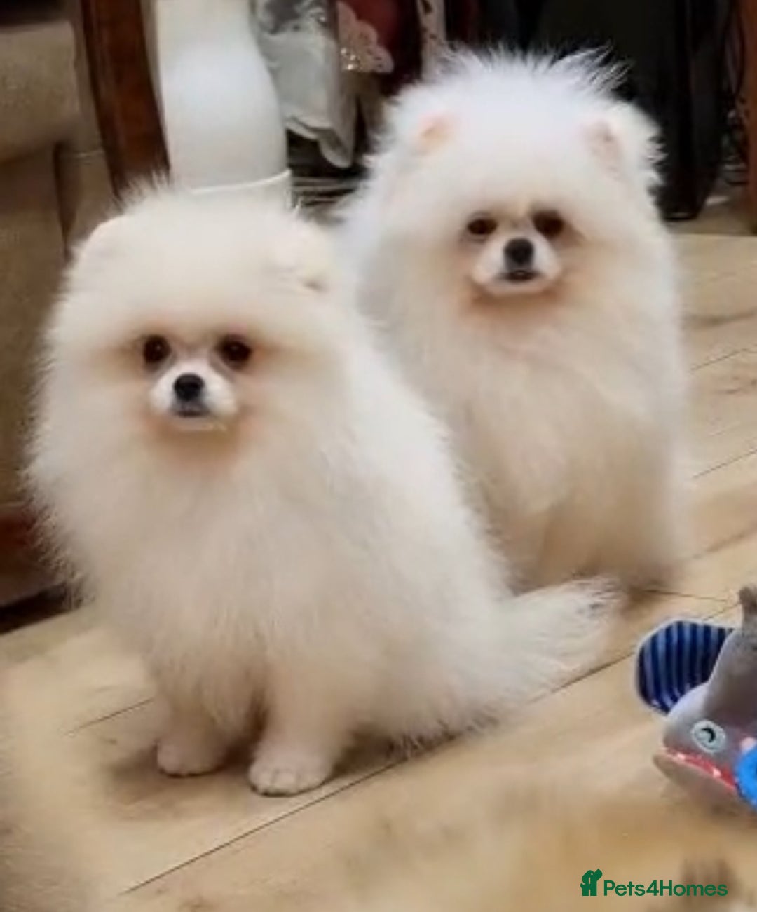 Pomeranian dogs for sale: Teddy face pomeranian girl  - Image 1
