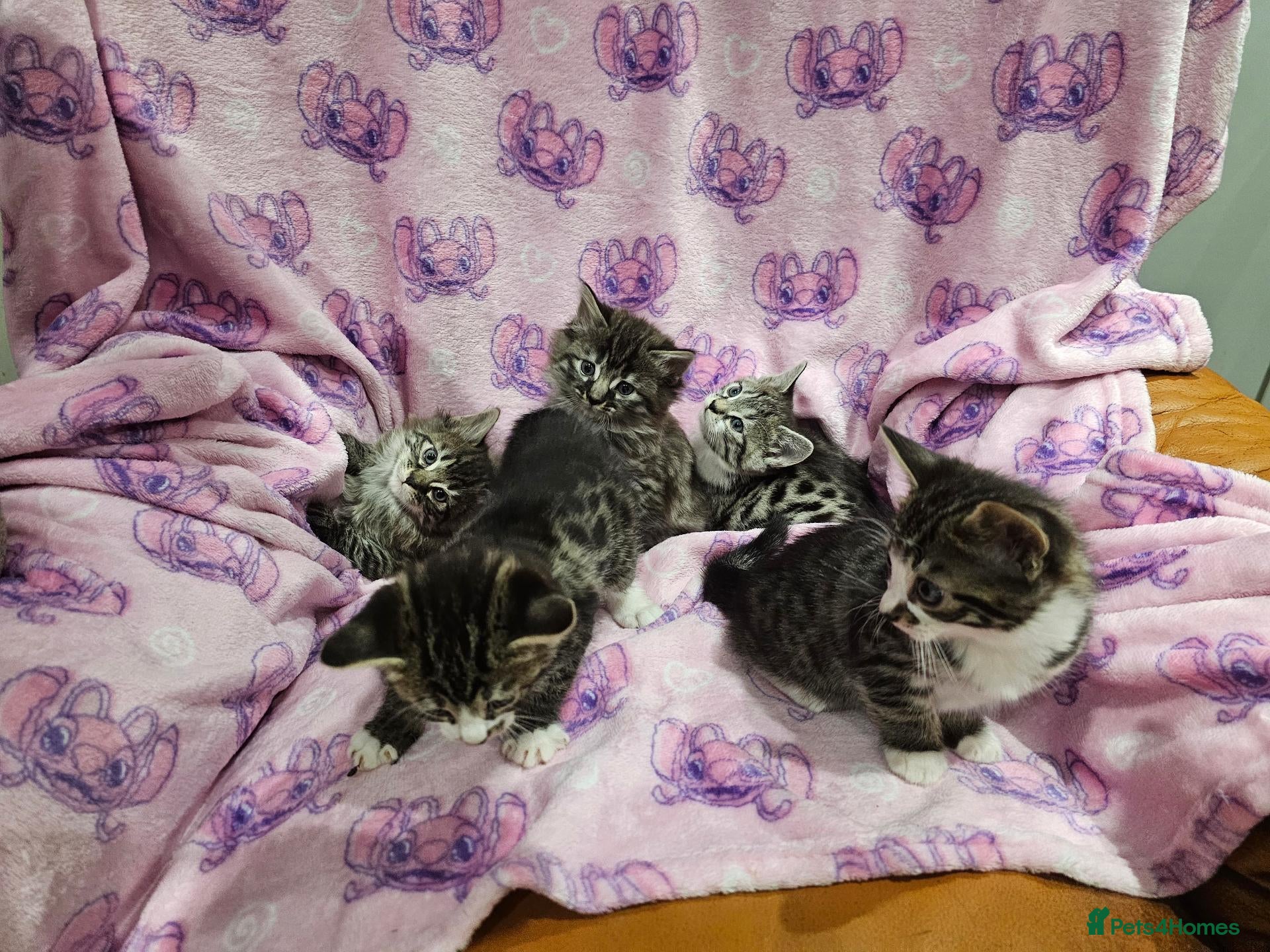 Bengal cats for sale: Bengal kitten's mix - Advert 16