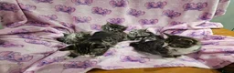 Bengal cats for sale: Bengal kitten's mix - Advert 1