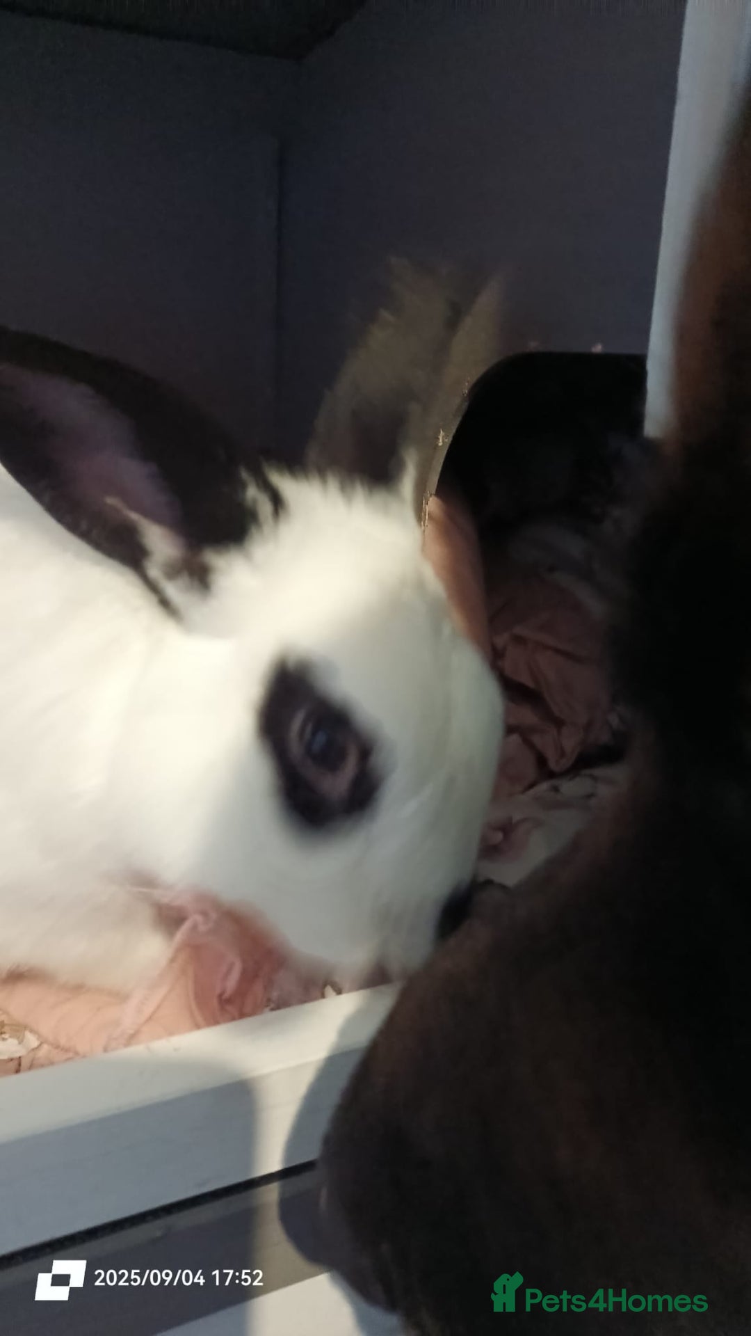English rabbits for sale: rabbit to be given only to a loving home - Image 3