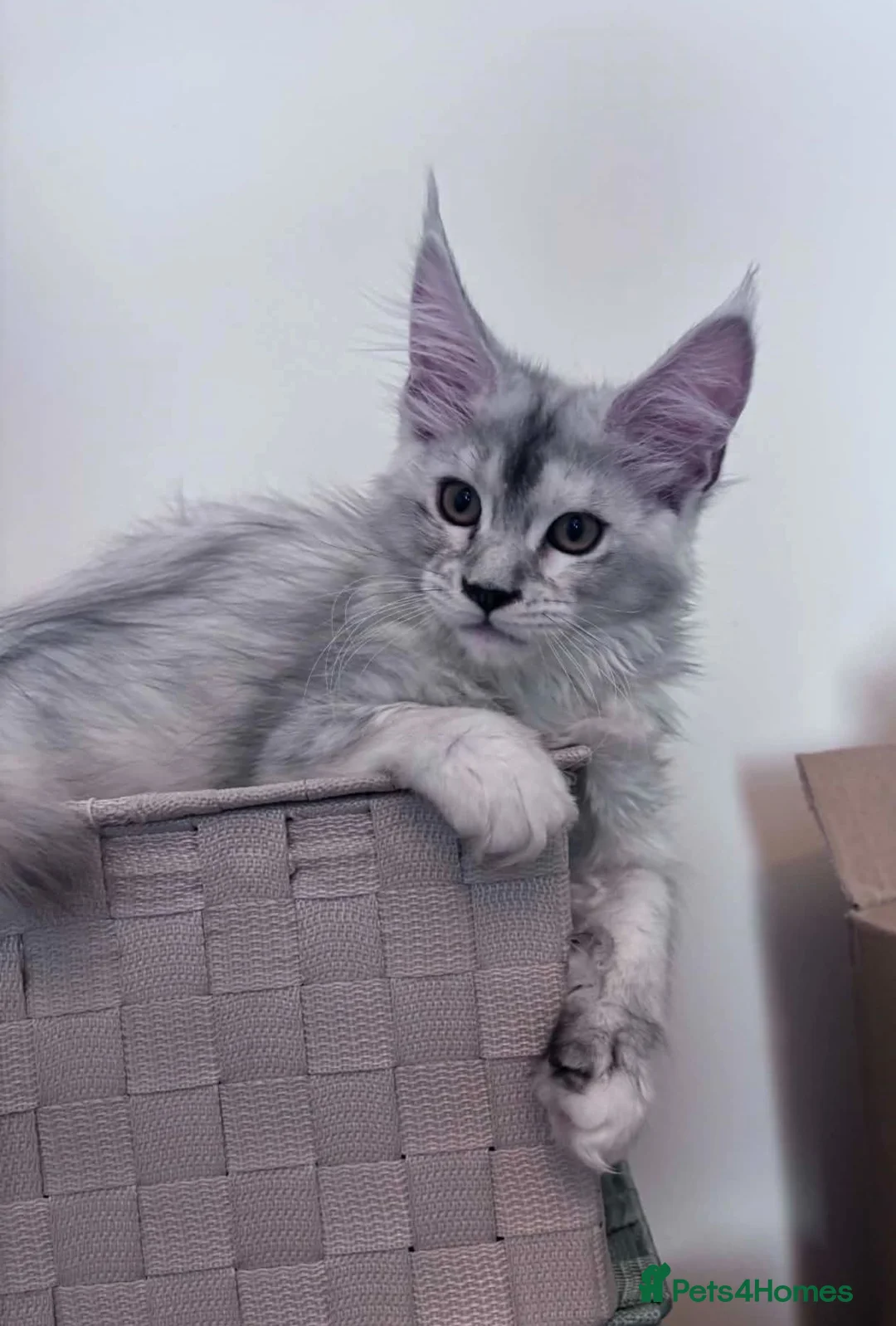 Maine Coon cats for sale: Tica registered girls  - Advert 2