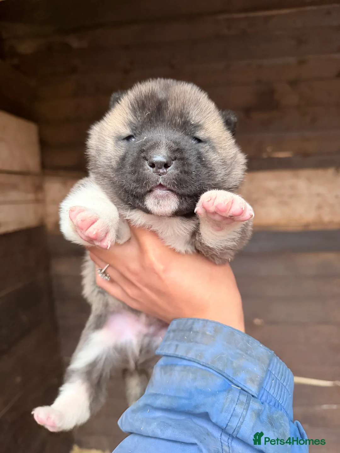 Akita dogs for sale: 4 beautiful American Akita puppies  - Advert 7