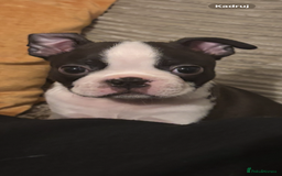 Boston Terrier dogs for sale: KC  Registered 🐕❤️🏠 Puupy 🐕💙🏠Boston Terrier  - Image 19
