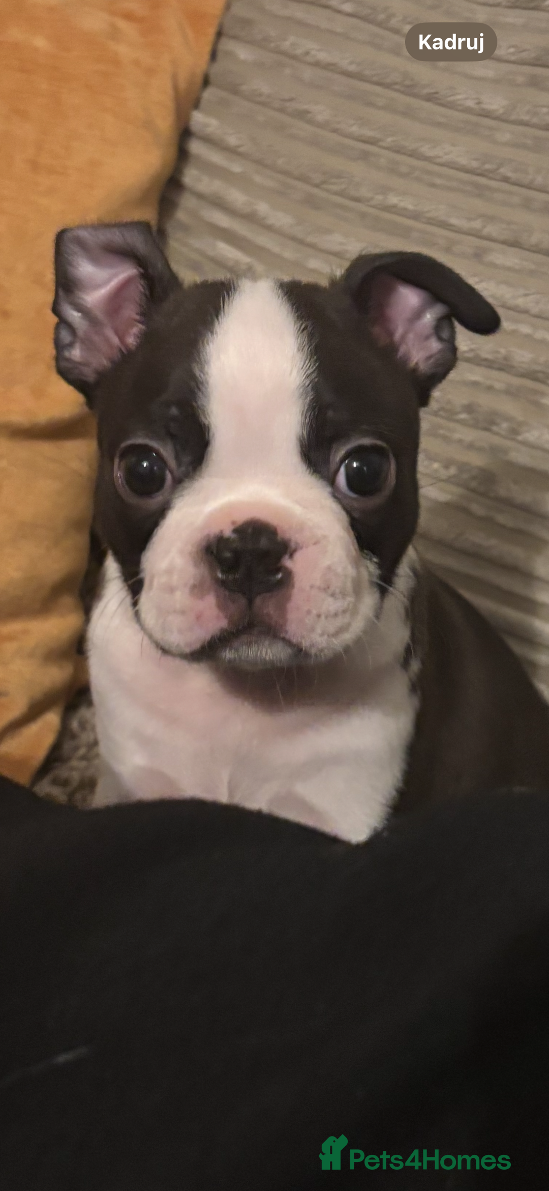 Boston Terrier dogs for sale: KC  Registered 🐕❤️🏠 Puupy 🐕💙🏠Boston Terrier  - Image 19