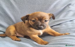 Jack Russell dogs for sale: Ready now 2 male Jack Russell's  - Image 4