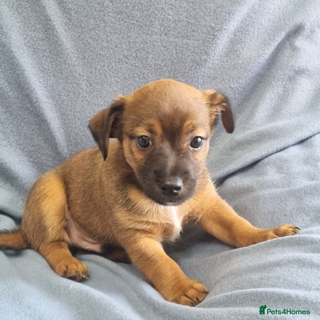 Jack Russell dogs for sale: Ready now 2 male Jack Russell's  - Image 4