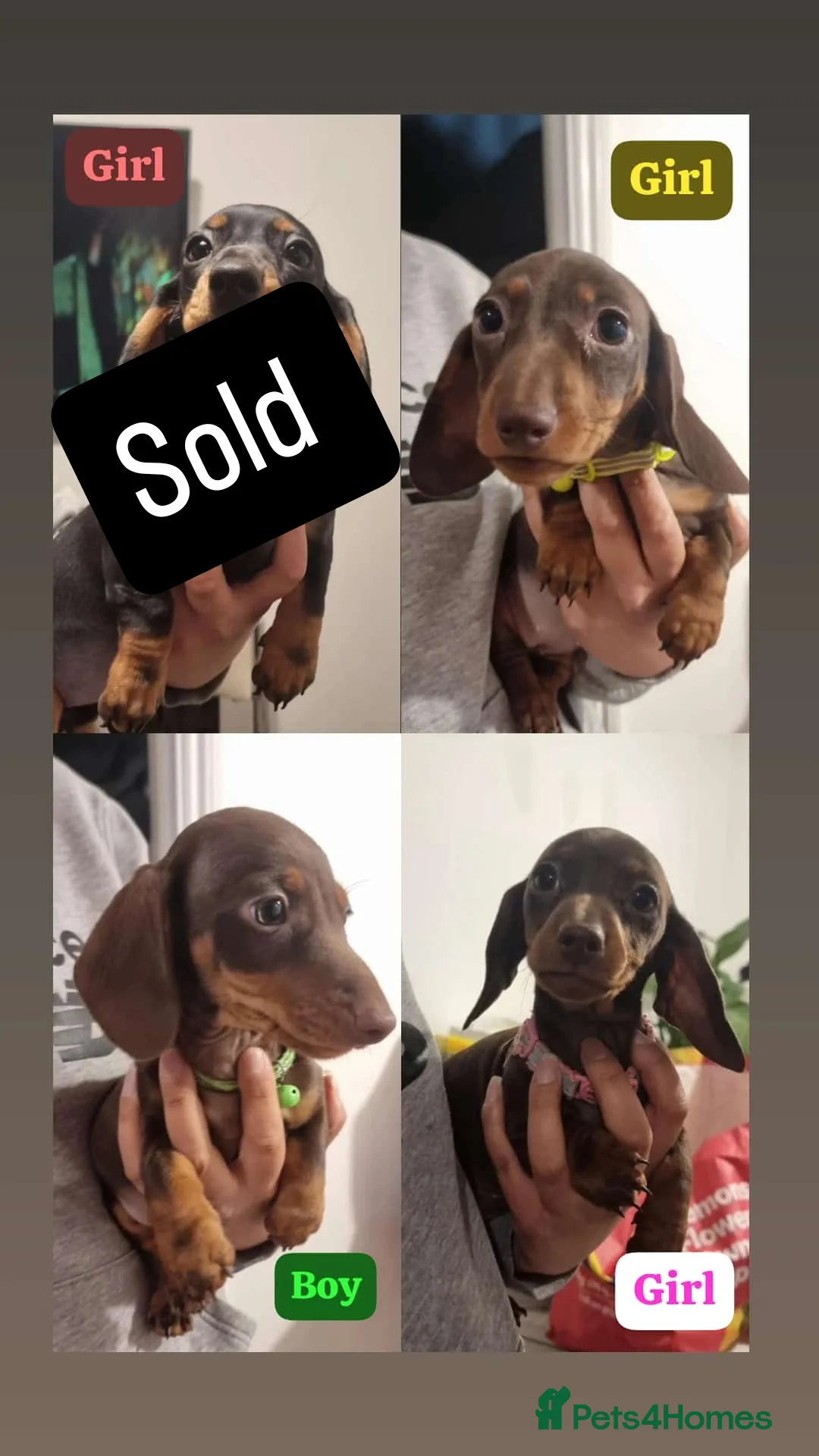 Miniature Dachshund dogs **READY TO GO** Miniature dachshund puppies  - Advert 3