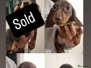 Miniature Dachshund dogs **READY TO GO** Miniature dachshund puppies - Advert 3