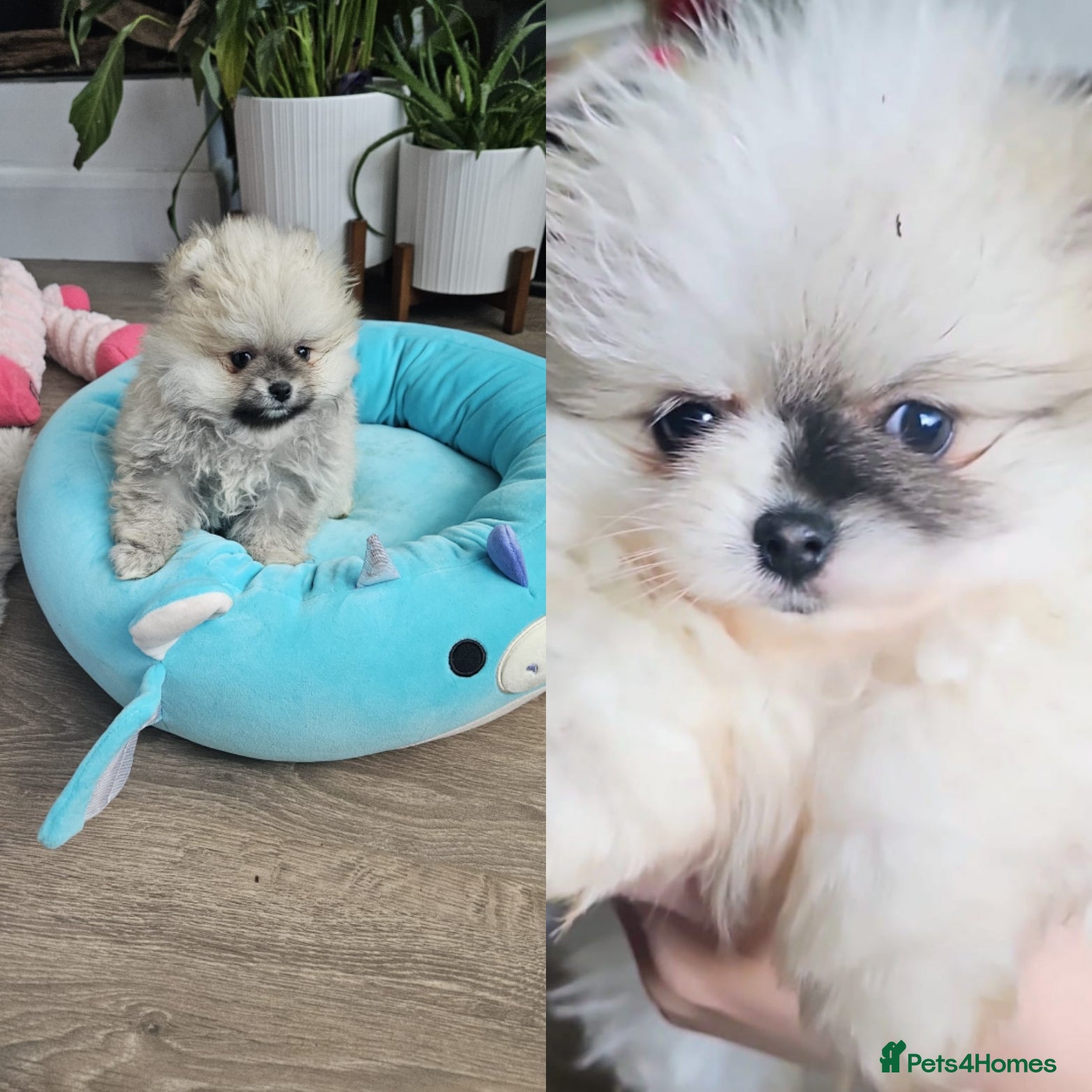 Pomeranian dogs 2 Left 😍  KC small Pomeranians Pups left    - Advert 15