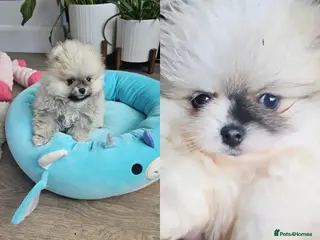 Pomeranian dogs 2 Left 😍 KC small Pomeranians Pups left - Advert 15