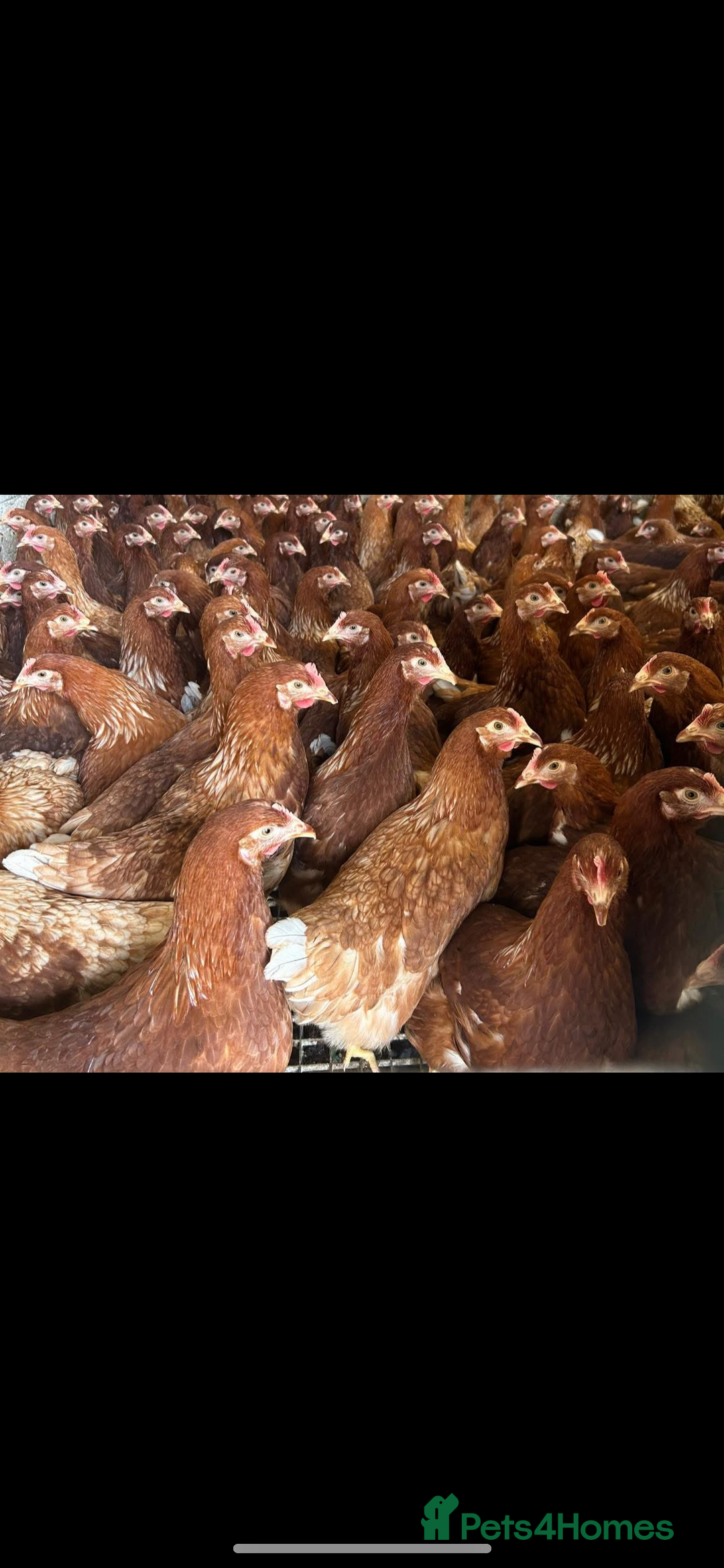 Chickens poultry for sale: Point of lay warrens / lohmann browns  - Advert 1