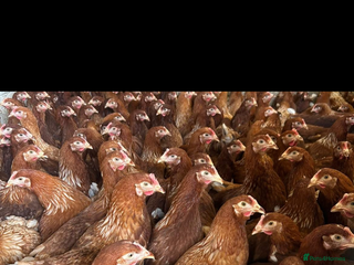 Chickens poultry Point of lay warrens / lohmann browns - Advert 4