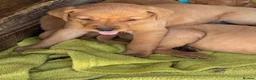 Labrador Retriever dogs for sale: F1 Labrador x Vizsla - Advert 19