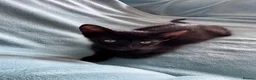 Mixed Breed cats for sale: Beautiful siamese mixed breed black kitten  in Stevenage - Advert 3