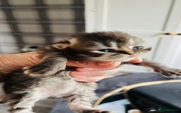 Persian cats for sale:  ⸻  ✨ Pedigree chinchilla Kittens  - Image 8