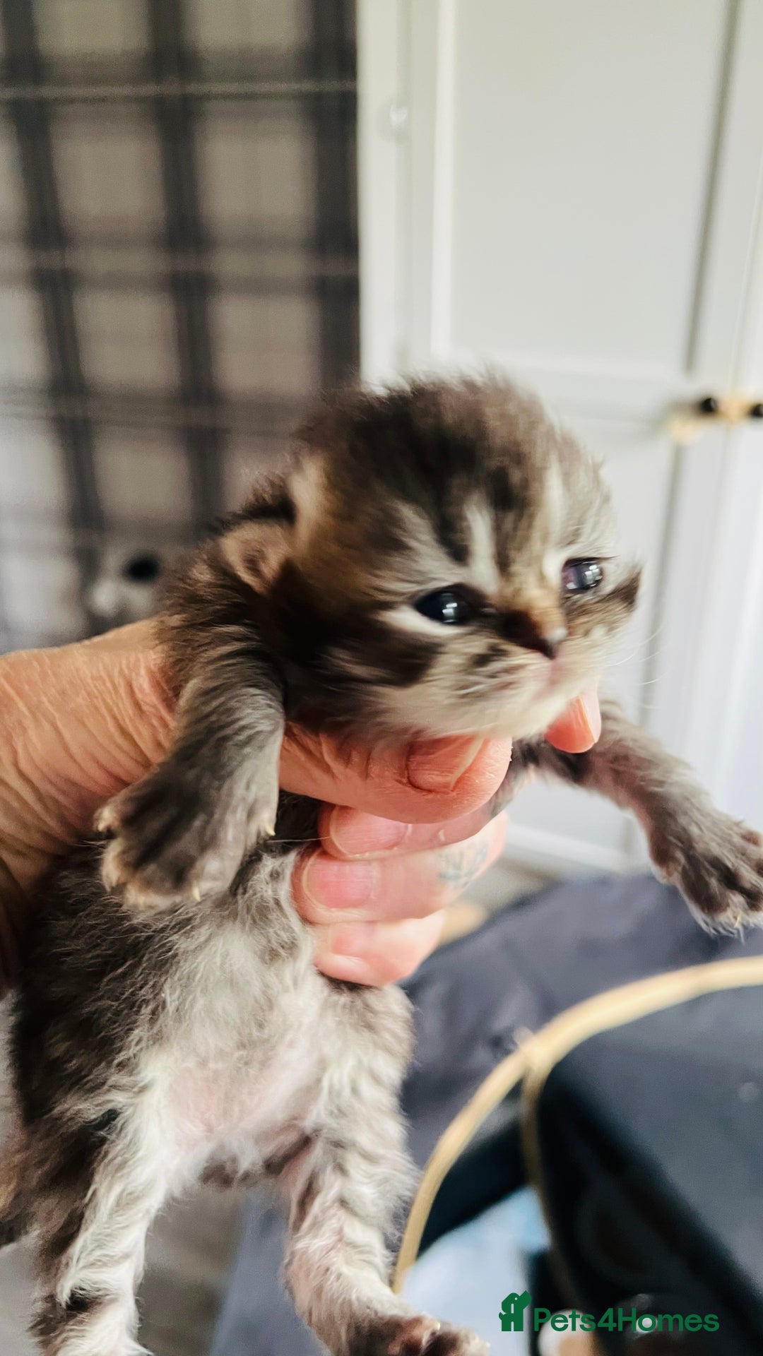 Persian cats for sale:  ⸻  ✨ Pedigree chinchilla Kittens  - Image 8