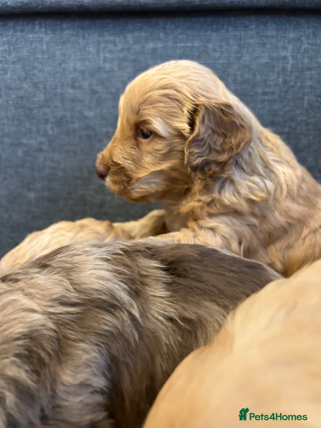 Cockapoo dogs for sale: 5 adorable cockapoo puppies  - Advert 17