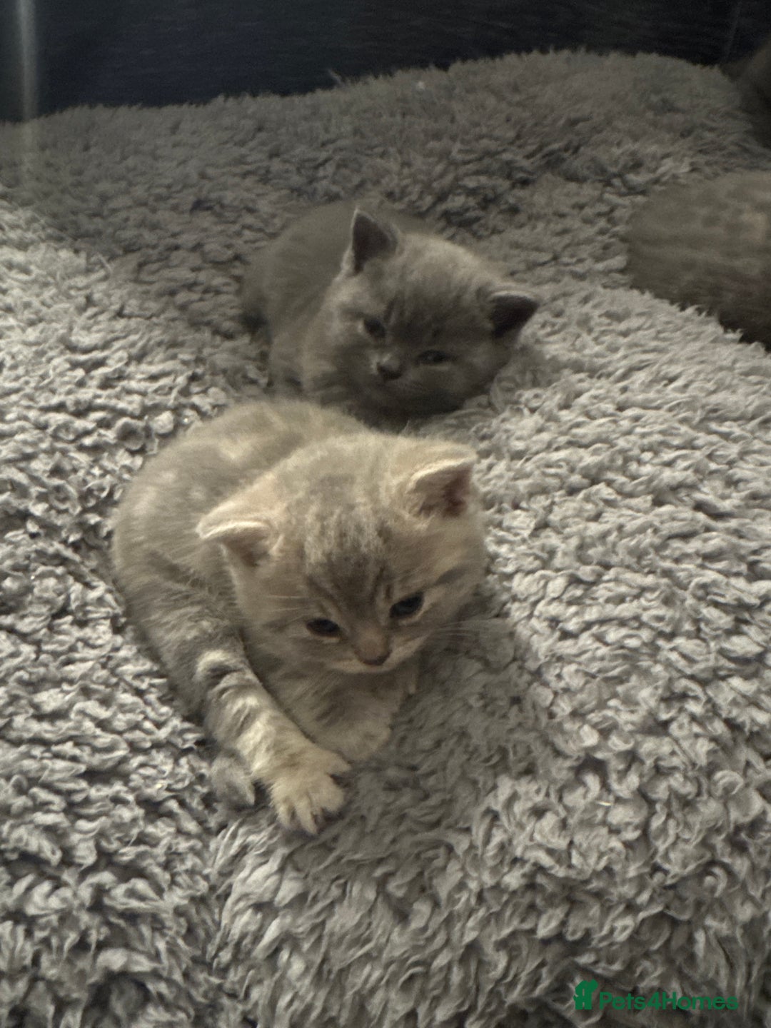 British Shorthair cats for sale: 👉 British Shorthair Kittens – Ready 14 Feb - Advert 6