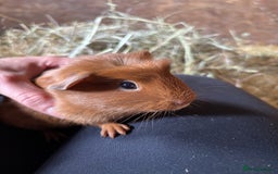 Guinea Pig rodents for sale: Lovely friendly Guineapigs  in Thetford - Image 11