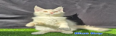 Blue Collar Polydactyl 