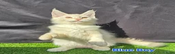 Maine Coon cats for sale: Ready now-Tica Maine Coon Kittens  - Advert 8