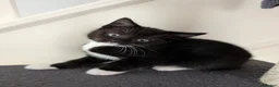Mixed Breed cats for sale: Kittens for sale in Nottingham - Advert 6