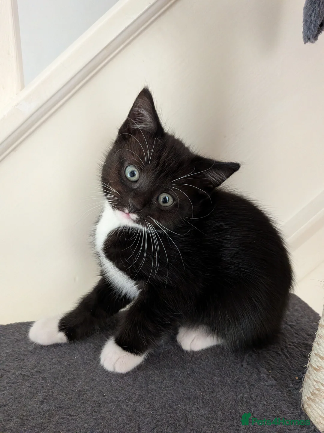 Mixed Breed cats for sale: Kittens for sale in Nottingham - Advert 6